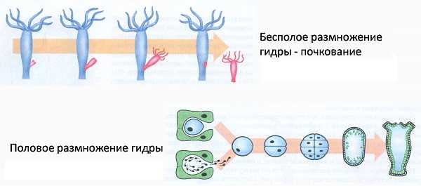 Kraken ссылка krakens13 at